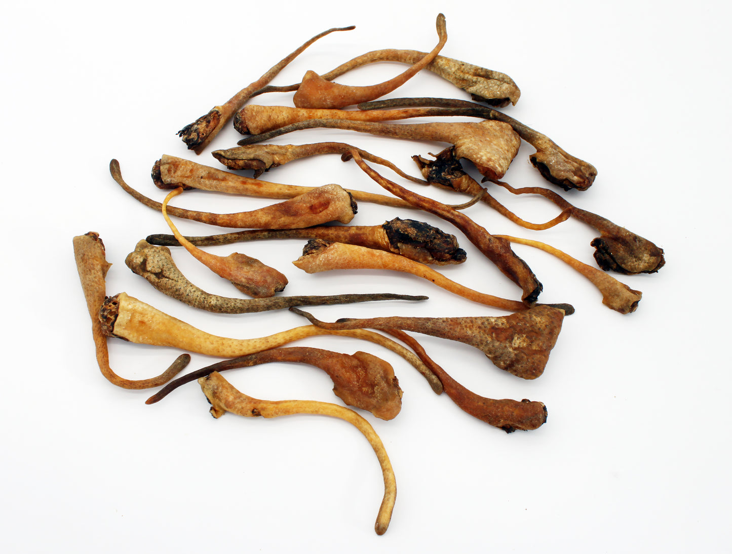 Wild-Kauartikel: Wildschweinschwänze, ca. 500g