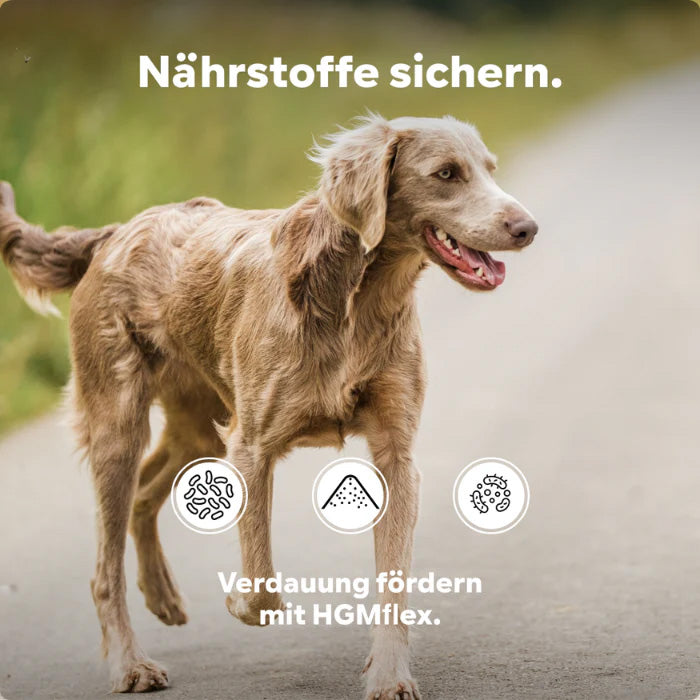 HGMflex Darm – Natürliches Darmpulver für Hunde