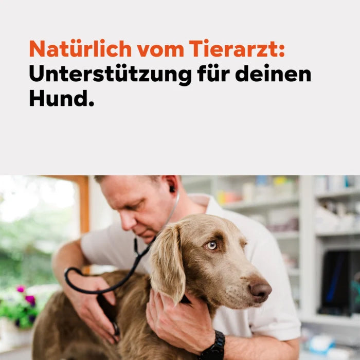 HGMflex Darm – Natürliches Darmpulver für Hunde