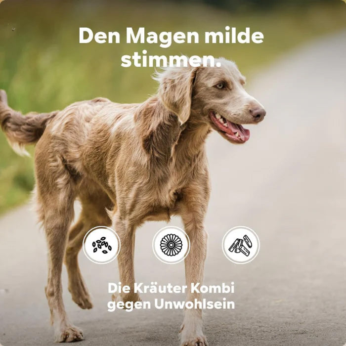HGMflex Magen – Natürliches Magenpulver für Hunde