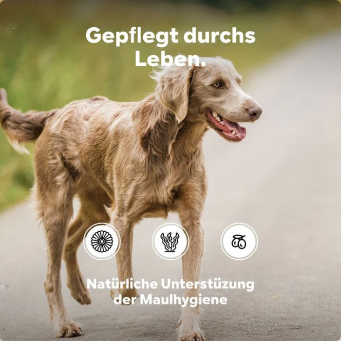 HGMflex Zahnstein – Natürliches Zahnpflegepulver für Hunde