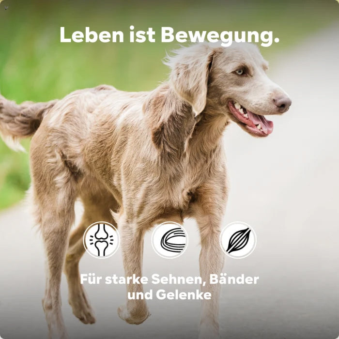 HGMforte – Natürliches Gelenkpulver für ältere Hunde
